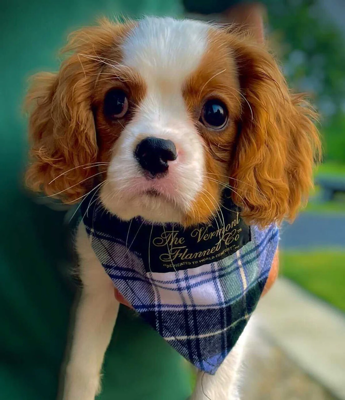 Flannel Dog Bandana - Campbell - Image 3