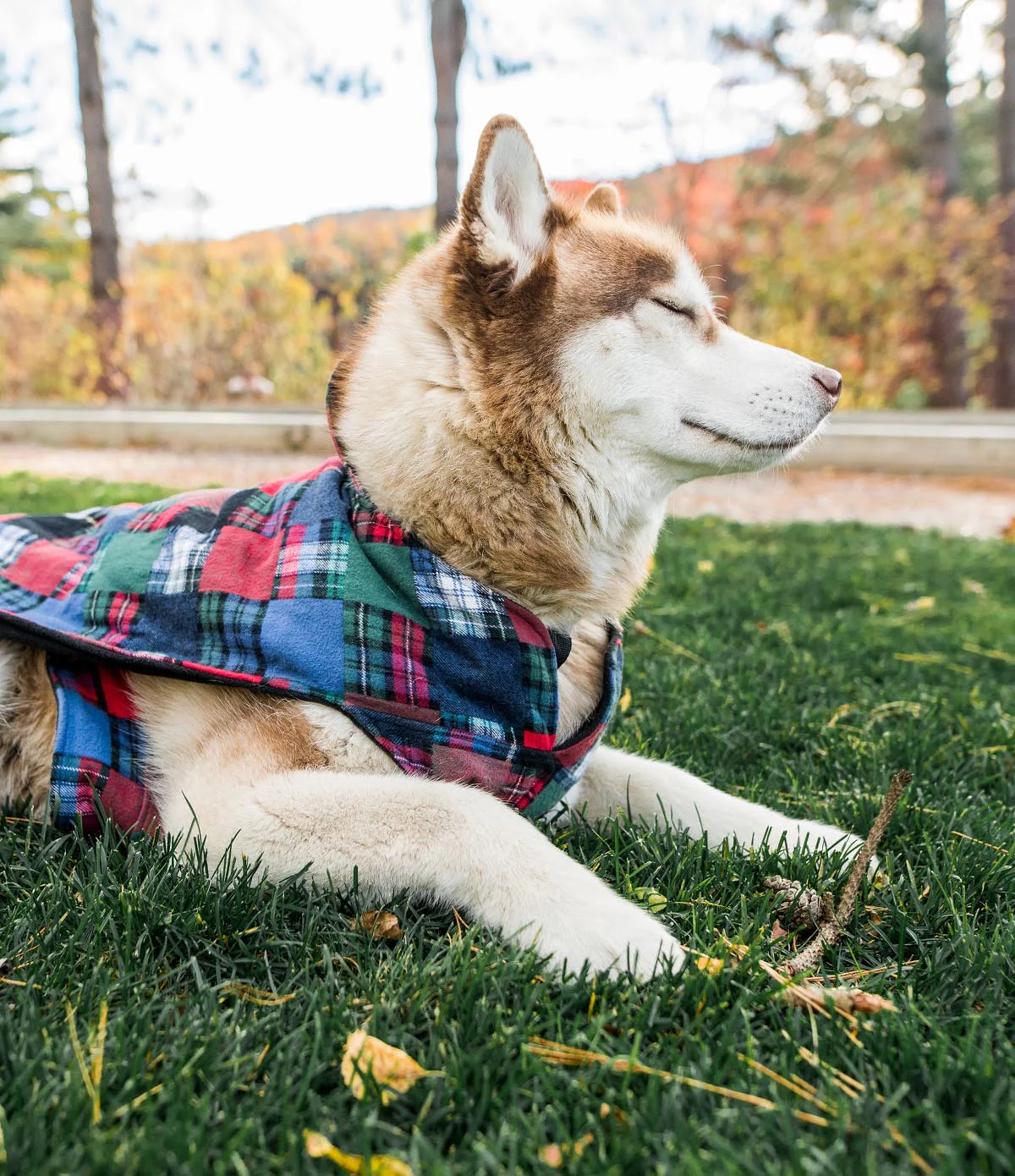 Flannel Dog Jacket - XL - Image 3