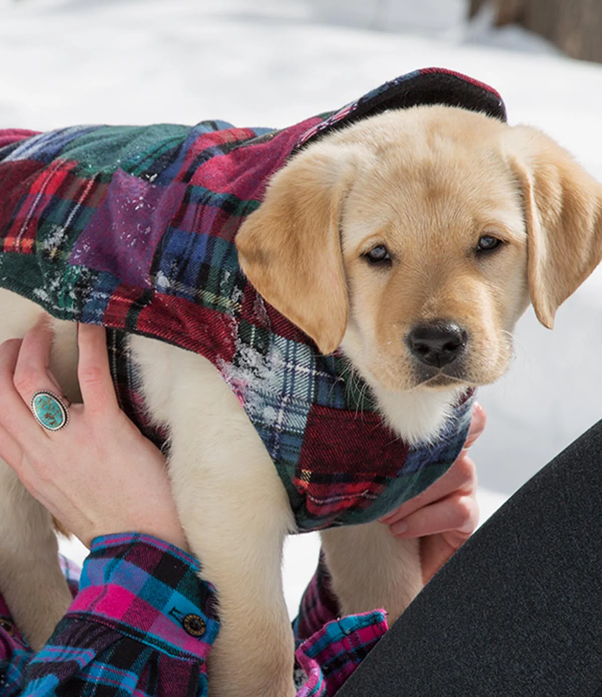 Flannel Dog Jacket - XL - Image 5